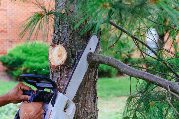 How Our Tree Care Process Works  in Prairieville, LA